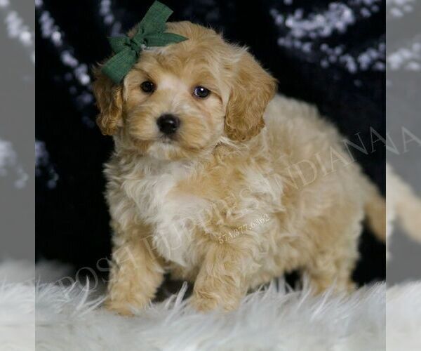Medium Photo #4 Maltipoo (Miniature) Puppy For Sale in WARSAW, IN, USA