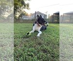 Small #2 Boston Terrier