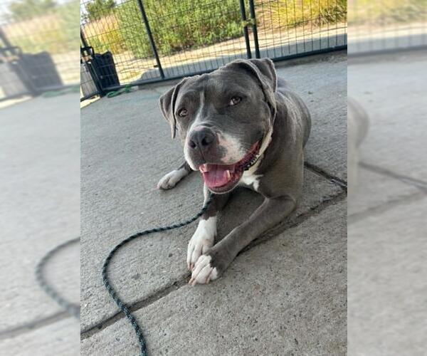 Medium Photo #1 Mutt Puppy For Sale in Orange, CA, USA