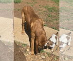 Small Bloodhound