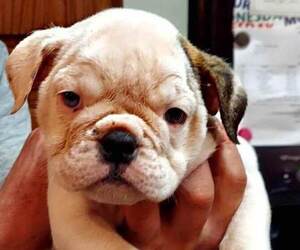 English Bulldog Puppy for sale in BALL, LA, USA
