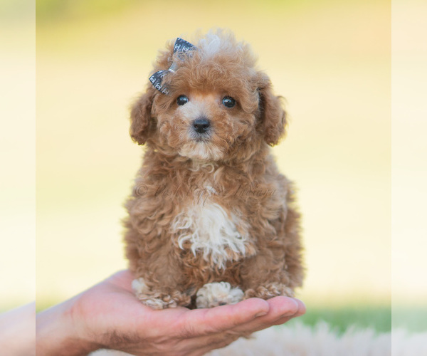 Medium Photo #4 Poodle (Miniature) Puppy For Sale in WARSAW, IN, USA