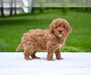 Goldendoodle (Miniature) Puppy for sale in MILLERSBURG, OH, USA