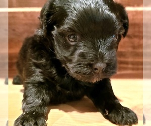Poodle (Toy)-Yorkshire Terrier Mix Puppy for sale in PINK HILL, NC, USA