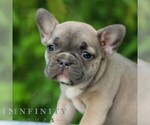 Small #2 French Bulldog