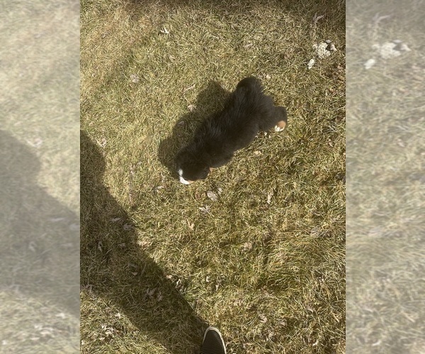 Medium Photo #8 Bernese Mountain Dog Puppy For Sale in ATHENS, WI, USA
