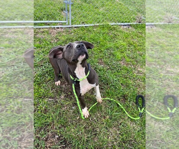 Medium Photo #3 Mutt Puppy For Sale in Abbeville, LA, USA