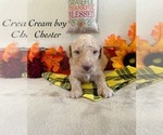 Small Photo #1 Poodle (Standard) Puppy For Sale in LITTLEROCK, CA, USA