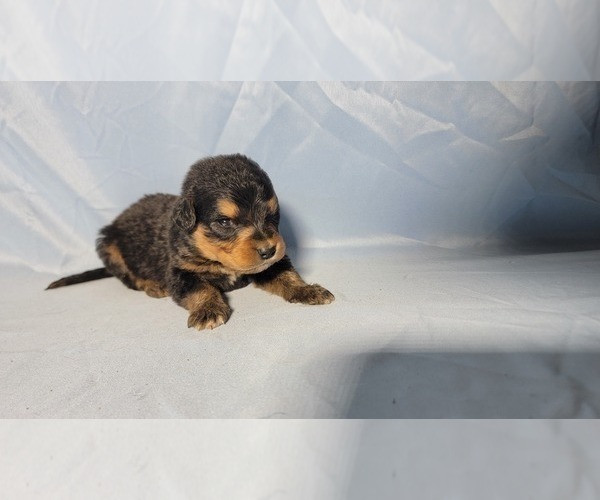 Medium Photo #54 Golden Mountain Dog Puppy For Sale in BLACK FOREST, CO, USA