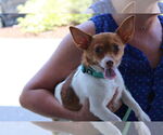 Small #1 Jack Chi