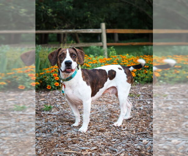 Medium Photo #2 Beabull Puppy For Sale in House Springs, MO, USA