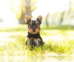 Puppy 1 Yorkshire Terrier