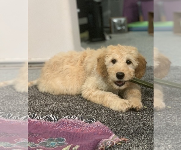 Medium Photo #22 Goldendoodle Puppy For Sale in SAN DIEGO, CA, USA