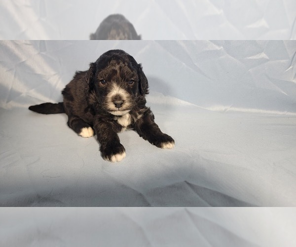 Medium Photo #1 Bernedoodle (Miniature) Puppy For Sale in PEYTON, CO, USA