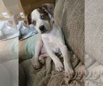 Small #4 Mutt