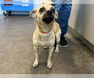 Chihuahua-Unknown Mix Dogs for adoption in Tavares, FL, USA