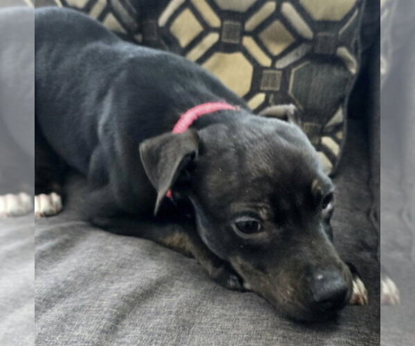 Medium Photo #4 Mutt Puppy For Sale in Fargo, ND, USA