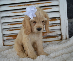 Cocker Spaniel Puppy for sale in HONEY BROOK, PA, USA