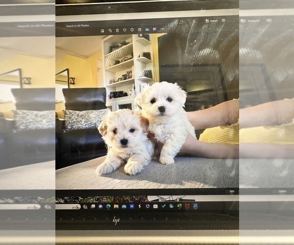 Medium Photo #13 Maltipoo Puppy For Sale in ALEXANDRIA, VA, USA