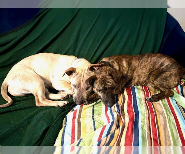 Medium Photo #4 Mutt Puppy For Sale in Rockaway, NJ, USA