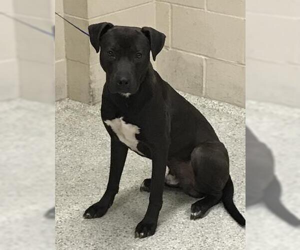 Medium Photo #1 Labrador Retriever-Unknown Mix Puppy For Sale in Conroe, TX, USA