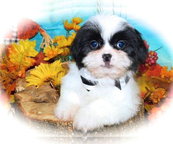 Medium Photo #1 Shih Tzu-Shih-Poo Mix Puppy For Sale in HAMMOND, IN, USA