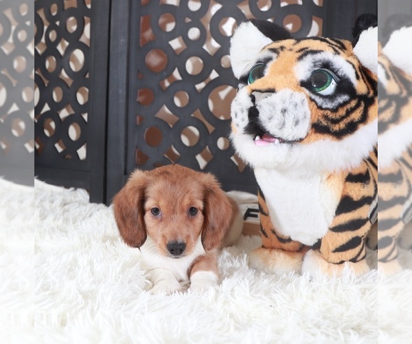 Medium Photo #4 Dachshund Puppy For Sale in MOUNT VERNON, OH, USA