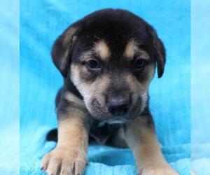 Mutt Dogs for adoption in Thief River Falls, MN, USA