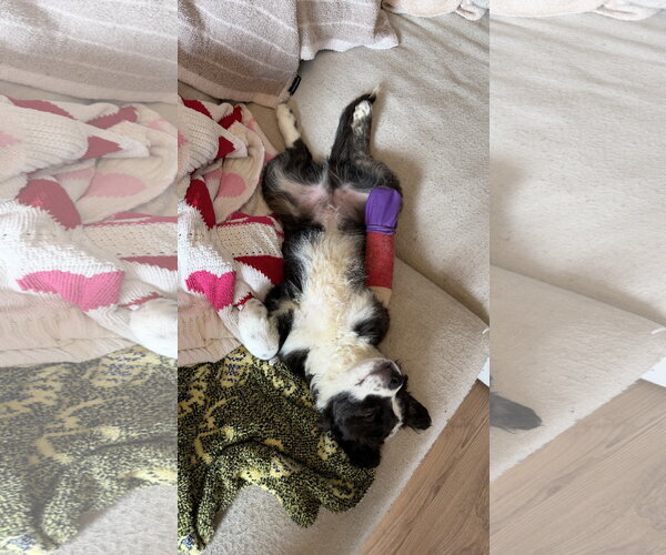 Medium Photo #4 Collie-Unknown Mix Puppy For Sale in St. Louis Park, MN, USA