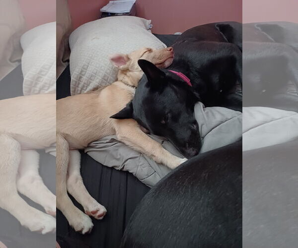 Medium Photo #4 Gerberian Shepsky Puppy For Sale in Princeton, MN, USA