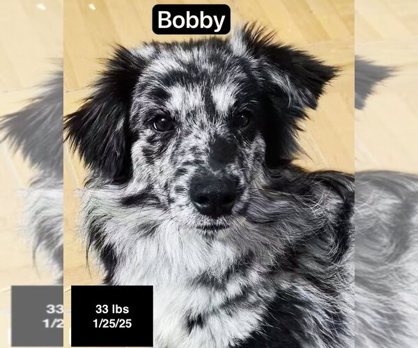Medium Photo #1 Border-Aussie Puppy For Sale in West Hollywood, CA, USA