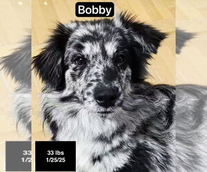 Border-Aussie Dogs for adoption in West Hollywood, CA, USA