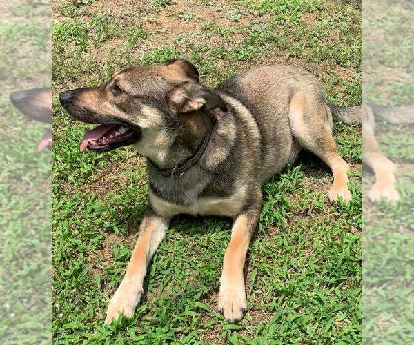 Medium Photo #2 German Shepherd Dog-Unknown Mix Puppy For Sale in Alexander, AR, USA