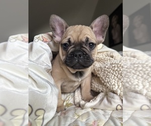 French Bulldog Puppy for sale in OJAI, CA, USA