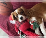 Small Photo #1 Cavalier King Charles Spaniel Puppy For Sale in ROSEMEAD, CA, USA