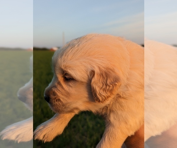 Medium Photo #26 Golden Retriever Puppy For Sale in WOOSTER, OH, USA