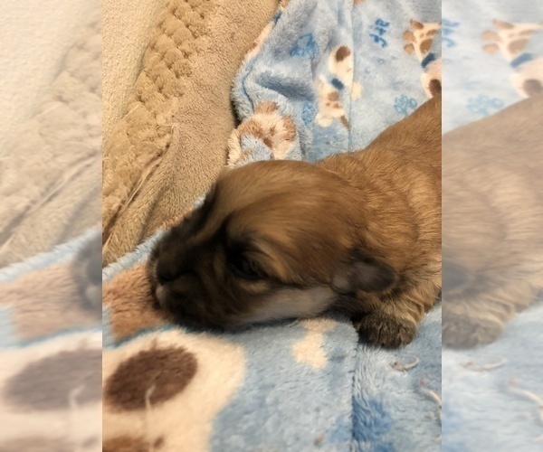 Medium Photo #6 Coton de Tulear Puppy For Sale in YELM, WA, USA