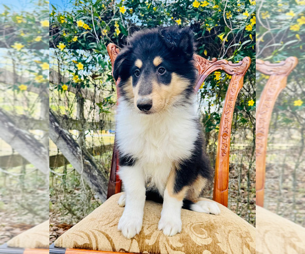 Medium Photo #1 Collie Puppy For Sale in OCALA, FL, USA