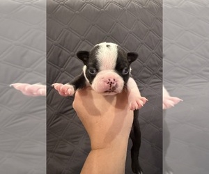 Boston Terrier Puppy for sale in FREDONIA, KS, USA