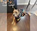 Small #11 American Pit Bull Terrier-American Staffordshire Terrier Mix