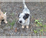 Small Photo #3 Australian Cattle Dog Puppy For Sale in TOWNSEND, DE, USA