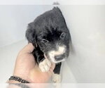 Small Labrador Retriever Mix