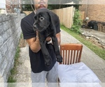 Small Photo #7 Cane Corso Puppy For Sale in ANTIOCH, TN, USA