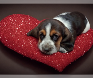 Basset Hound Puppy for sale in SALEM, WV, USA
