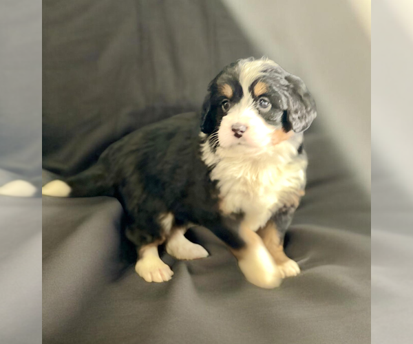 Medium Photo #2 Bernedoodle (Miniature) Puppy For Sale in DUNDEE, OH, USA