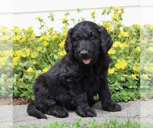 Goldendoodle Puppy for sale in LANCASTER, PA, USA