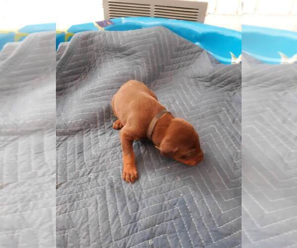 Medium Photo #15 Doberman Pinscher Puppy For Sale in GOLDSBORO, NC, USA