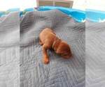 Small Photo #15 Doberman Pinscher Puppy For Sale in GOLDSBORO, NC, USA