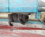 Small Photo #5 French Bulldog Puppy For Sale in WEST, TX, USA