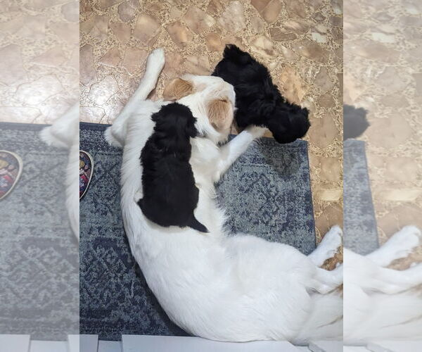 Medium Photo #10 Great Pyrenees-Unknown Mix Puppy For Sale in Dallas, TX, USA